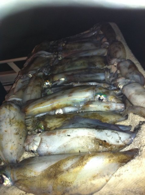 our boat limit of squid today